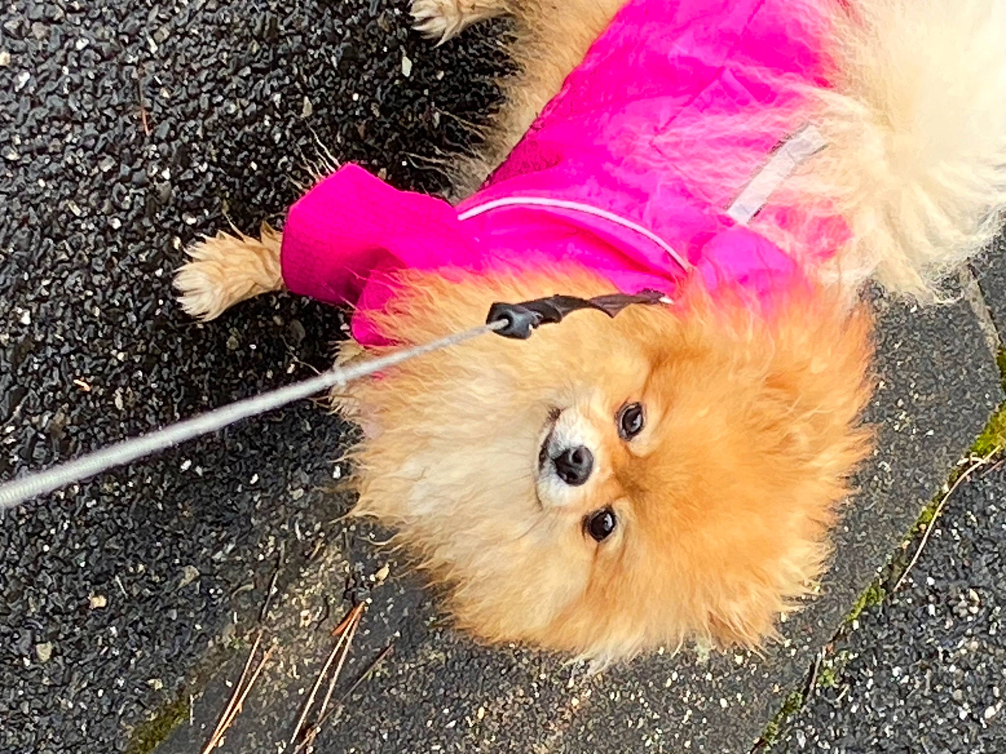 Suzy a rejoint le concours — aidez-le/la à gagner de superbes lots ! carnivore, companion_dog, dog, dog_breed, dog_clothes, dog_supply, fawn, fur, german_spitz, german_spitz_klein, party_hat, pink, plant, road_surface, snout, spitz, tail, toy, toy_dog, whiskers