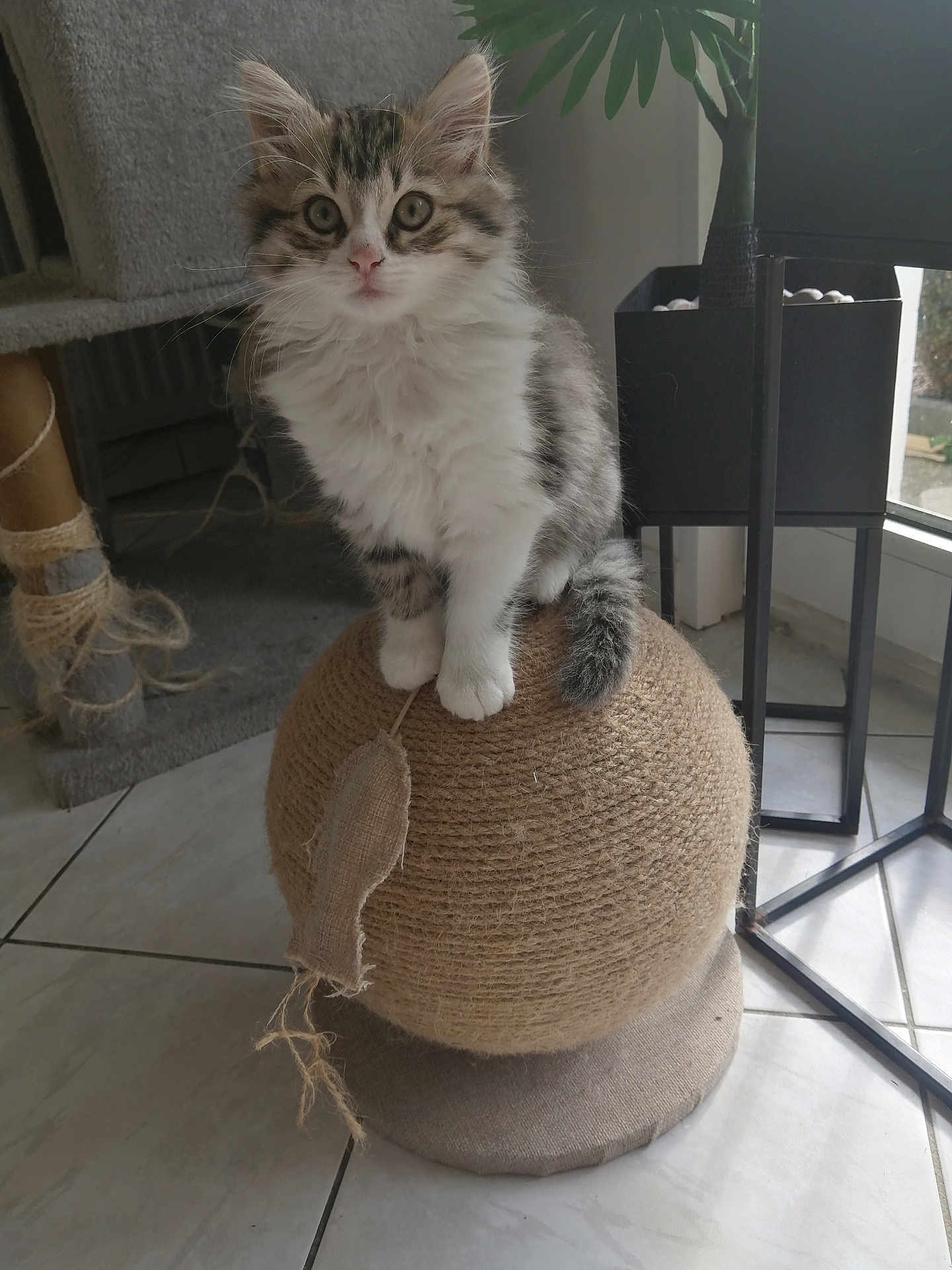 Abby participe au concours pour gagner de l'argent avec cette photo : kitten, cat, scratching_post, rope, indoor, plant, tile_floor, cat_tree, curious, pet, feline, whiskers, playful, paws, fur, tail, home, window, modern, cozy