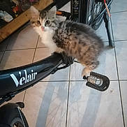 Abby participe au concours pour gagner de l'argent avec cette photo : kitten, cat, bicycle, pedal, indoor, tile_floor, velair, pet, animal, curious, furry, small, domestic, shadow, wheel, handlebar, black, white, gray, cute