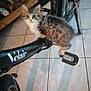 kitten, cat, bicycle, pedal, indoor, tile_floor, velair, pet, animal, curious, furry, small, domestic, shadow, wheel, handlebar, black, white, gray, cute