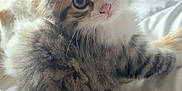 Abby a rejoint le concours — aidez-le/la à gagner de superbes lots ! kitten, cat, fluffy, fur, pet, bed, white_bedspread, curious, cute, young, whiskers, ears, soft, resting, indoor, animal, mammal, tabby, striped, small