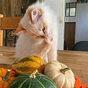 Aslow a rejoint le concours — aidez-le/la à gagner de superbes lots ! kitten, cat, paw, table, pumpkin, gourd, autumn, indoor, wood, orange, green, white, cute, pet, feline, decor, cozy, animal, domestic, playful