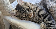 Machito joined the competition — help win amazing prizes! cat, tabby_cat, feline, pet, resting, indoor, cat_tree, plush, white, fur, paw, window, natural_light, relaxation, close_up, striped, animal, cute, sleepy, comfortable