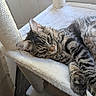 cat, tabby_cat, feline, pet, resting, indoor, cat_tree, plush, white, fur, paw, window, natural_light, relaxation, close_up, striped, animal, cute, sleepy, comfortable