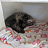 Machito is registered to the contest to win money with this photo: cat, tabby, sleeping, blanket, flamingo_pattern, cozy, indoor, pet, fur, resting, cute, nook, animal, mammal, whiskers, paw, relaxed, domestic_cat, feline, soft