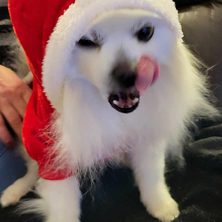 Polux a rejoint le concours — aidez-le/la à gagner de superbes lots ! animal, baby, bodypart, canine, cap, clothing, couch, dog, eskimodog, face, furniture, hat, head, hood, mouth, person, pet, puppy, terrier, whitedog