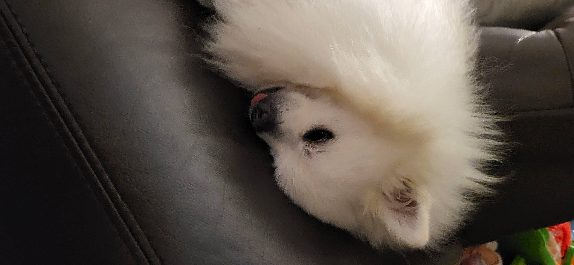 Polux a rejoint le concours — aidez-le/la à gagner de superbes lots ! angora, animal, canine, cat, cockerspaniel, couch, cushion, dog, eskimodog, furniture, homedecor, papillon, person, pet, poodle, puppy, sleeping, terrier, whitedog