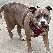 Holly Rose is registered to the contest to win money with this photo: dog, canine, pet, harness, outdoor, concrete, playful, walking, brown, white, short_hair, friendly, animal, mammal, snout, ears, paws, tongue, happy, closeup