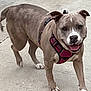 dog, canine, pet, harness, outdoor, concrete, playful, walking, brown, white, short_hair, friendly, animal, mammal, snout, ears, paws, tongue, happy, closeup