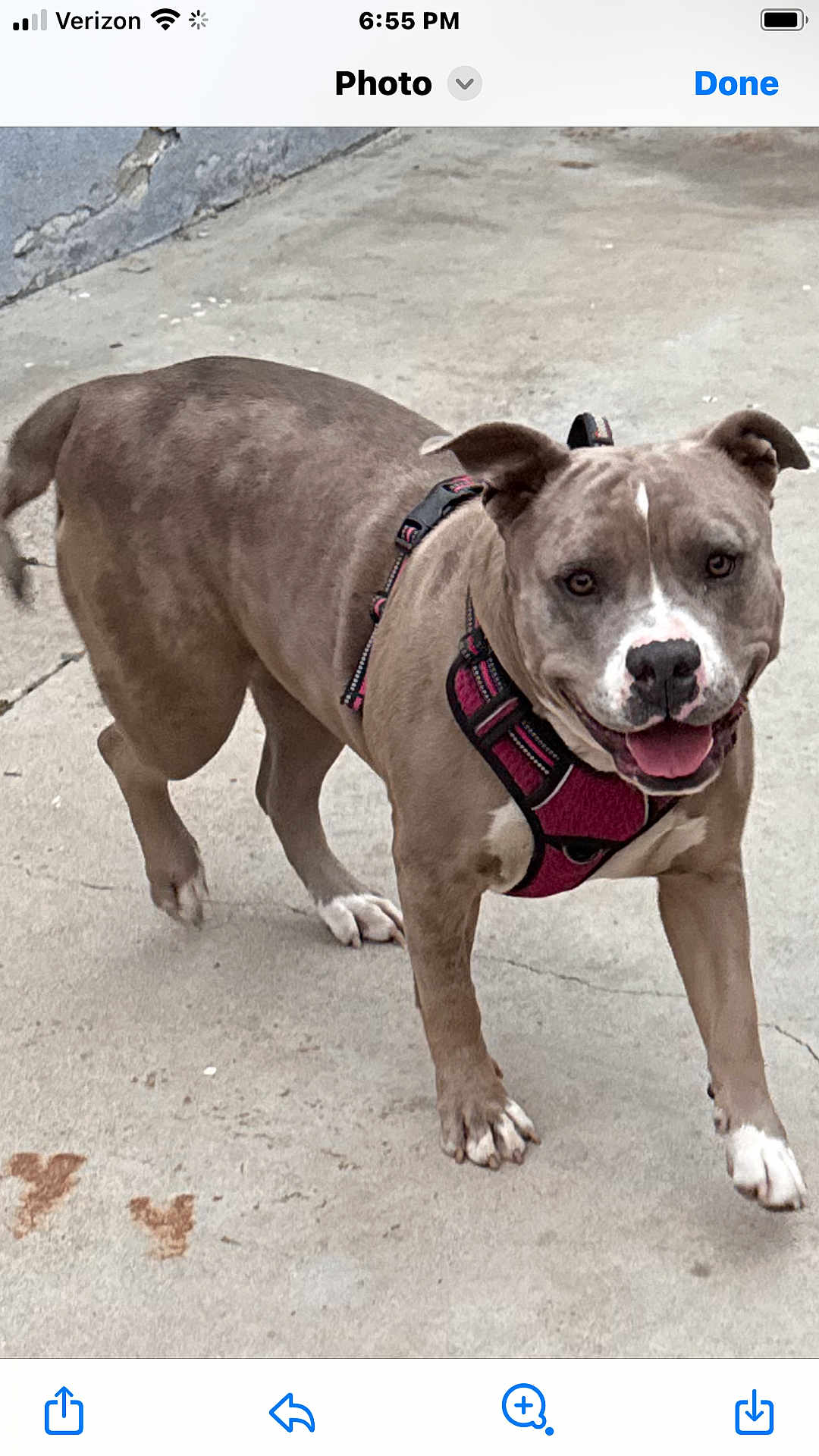 Holly Rose is registered to the contest to win money with this photo: dog, canine, pet, harness, outdoor, concrete, playful, walking, brown, white, short_hair, friendly, animal, mammal, snout, ears, paws, tongue, happy, closeup