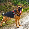 animal, canine, daylight, dog, ears_up, forest, fur, german_shepherd, greenery, happy, harness, mammal, nature, outdoor, pet, standing, tongue_out, trail, trees, walking_path
