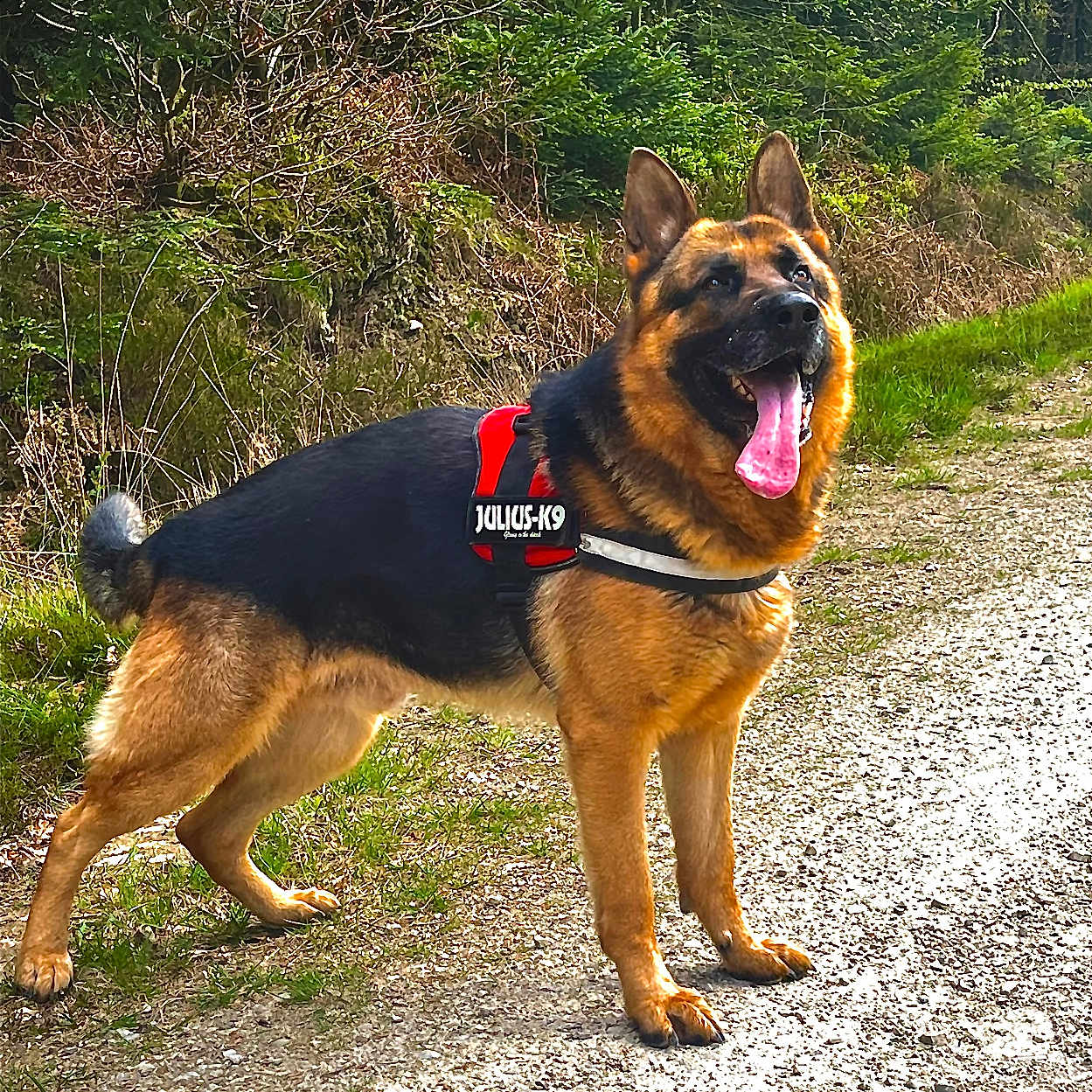 Rex participe au concours pour gagner de l'argent avec cette photo : animal, canine, daylight, dog, ears_up, forest, fur, german_shepherd, greenery, happy, harness, mammal, nature, outdoor, pet, standing, tongue_out, trail, trees, walking_path