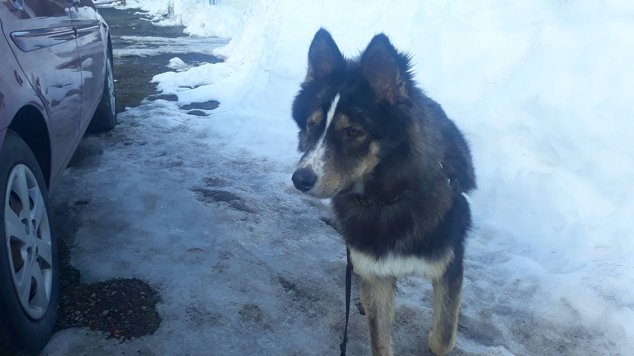 Julius is registered to the contest to win money with this photo: automotive_tire, canidae, canis, carnivore, companion_dog, dog, dog_breed, freezing, fur, herding_dog, recreation, sled_dog, snow, sporting_group, tail, vehicle, vehicle_registration_plate, winter, working_animal, working_dog