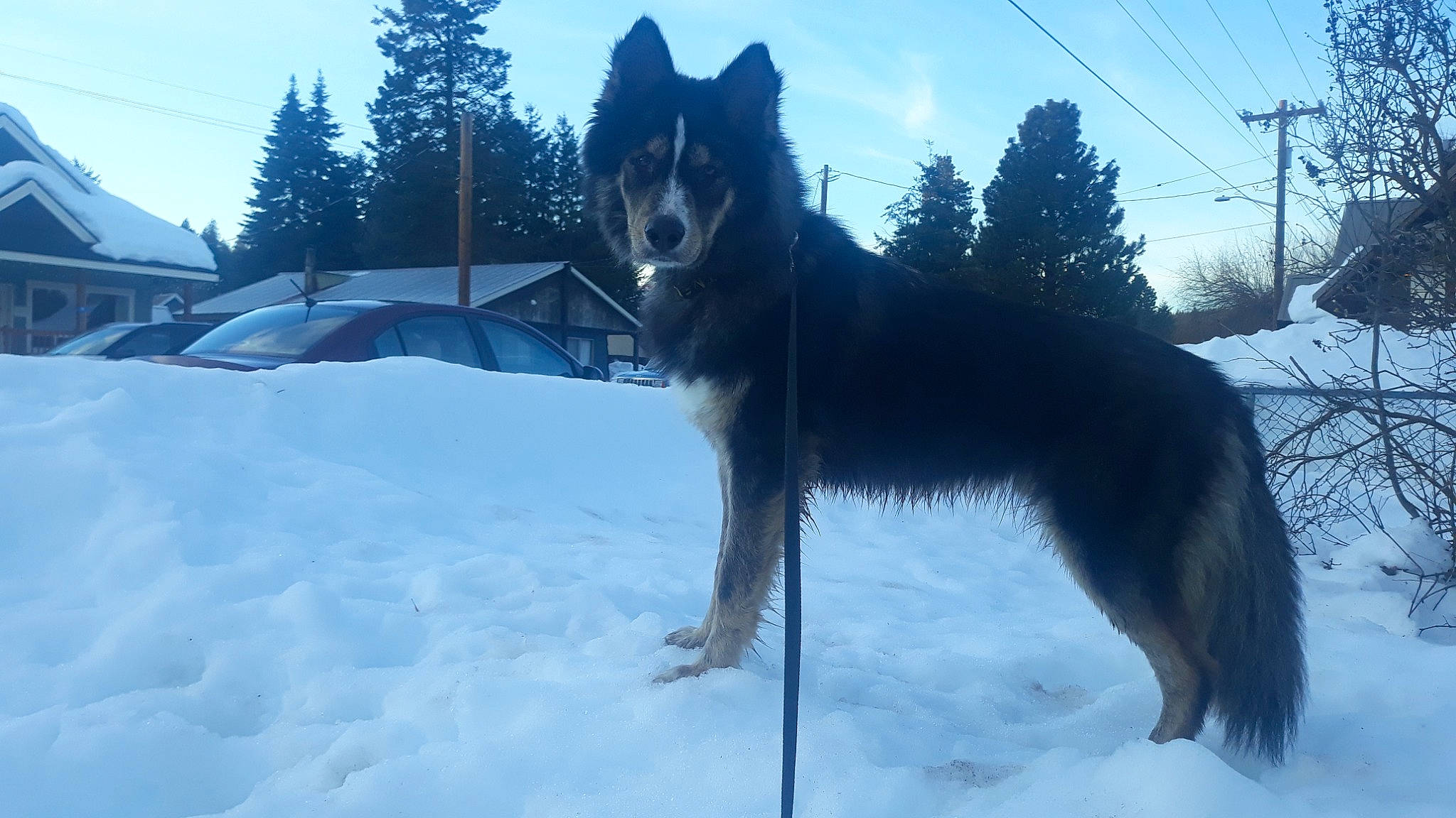 Julius is registered to the contest to win money with this photo: black_norwegian_elkhound, canidae, carnivore, cloud, companion_dog, dog, dog_breed, electric_blue, freezing, guard_dog, herding_dog, sky, sled_dog, snow, sporting_group, tail, tree, winter, wolf, working_dog