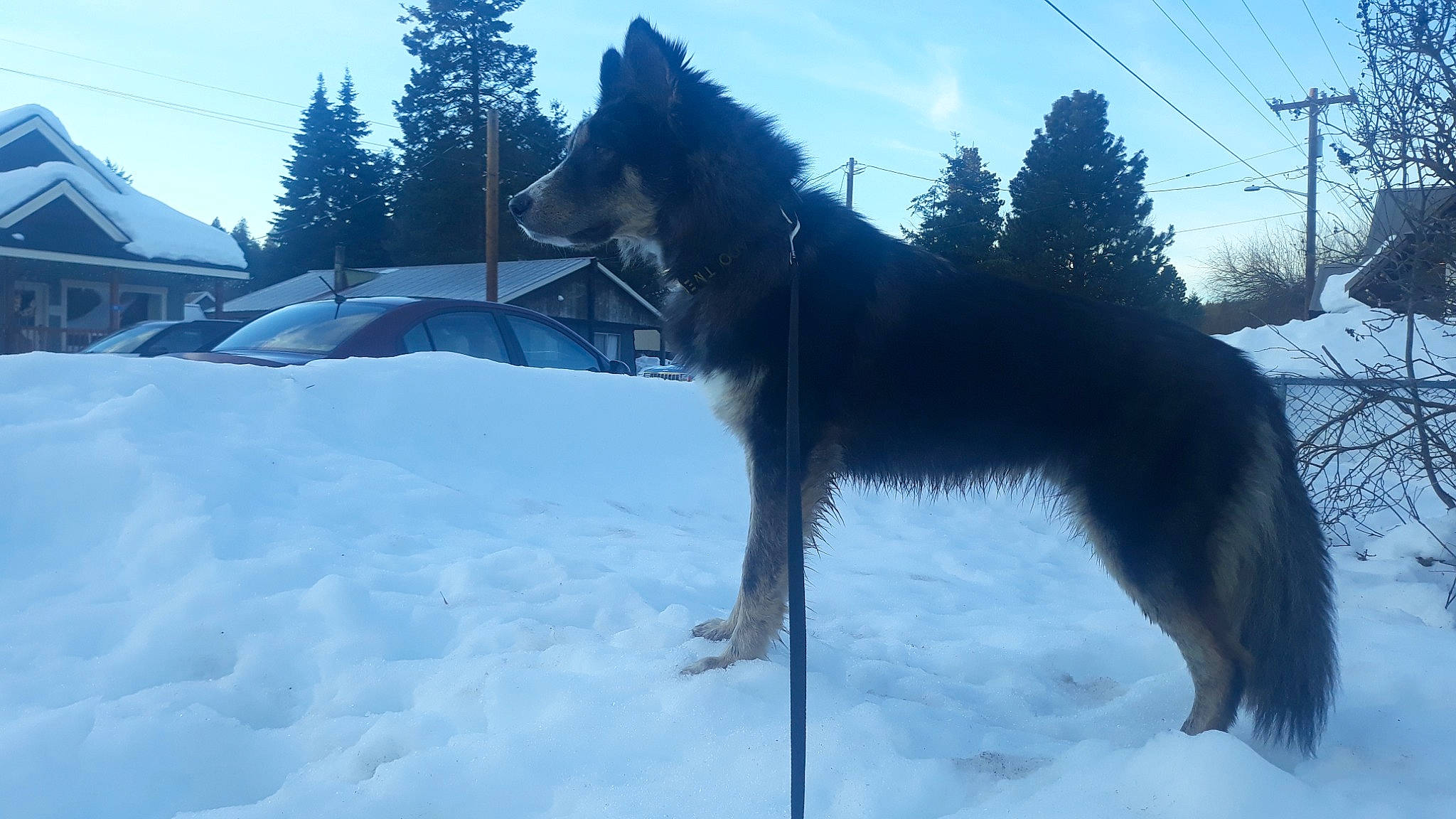 Julius is registered to the contest to win money with this photo: canidae, carnivore, cloud, dog, dog_breed, electric_blue, freezing, fur, guard_dog, herding_dog, recreation, sky, slope, snow, sporting_group, tail, tree, winter, working_animal, working_dog