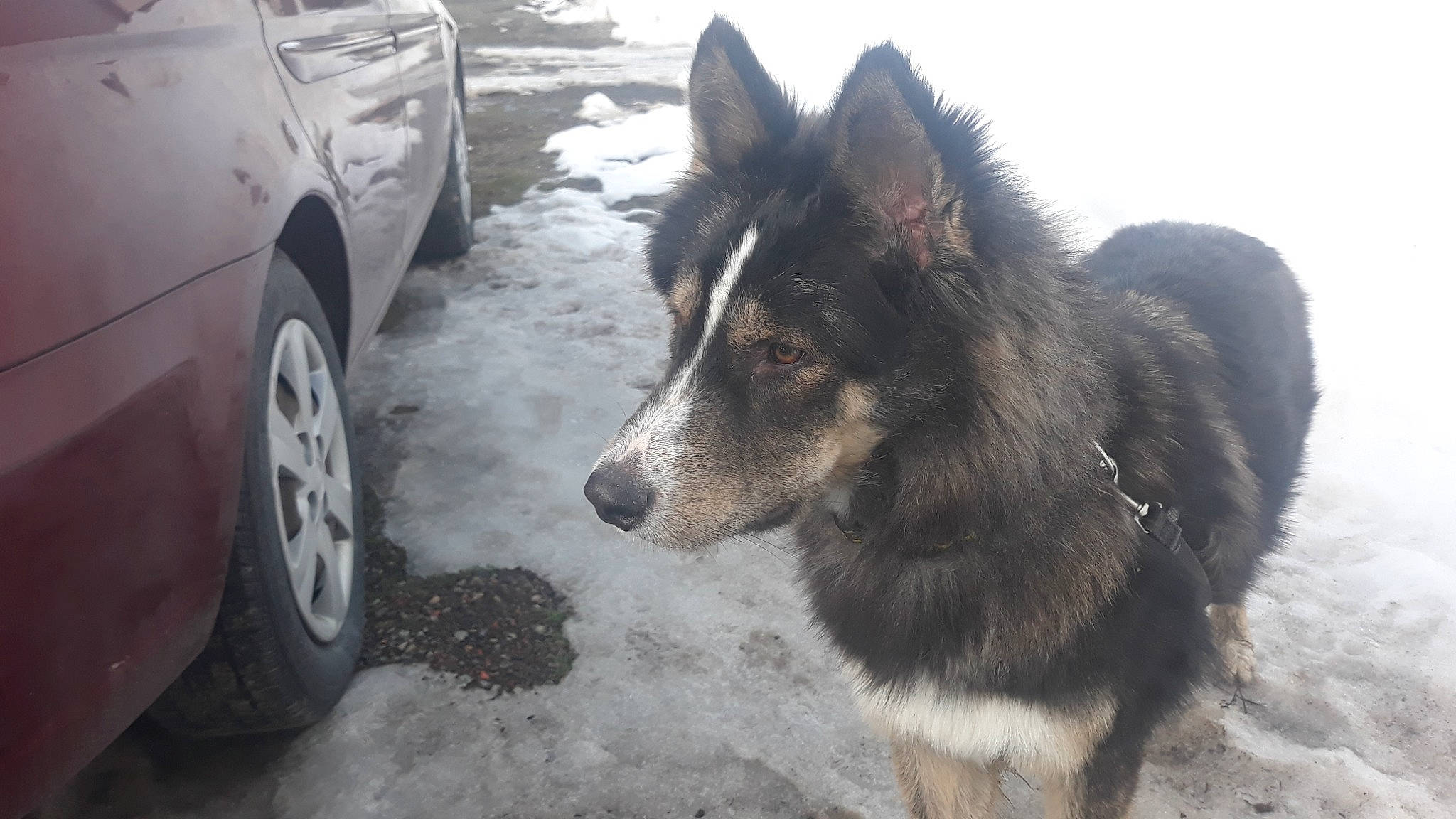 Julius joined the competition — help win amazing prizes! automotive_tire, car, carnivore, companion_dog, dog, dog_breed, fender, freezing, herding_dog, hood, sled_dog, snout, snow, sporting_group, tire, tread, vehicle, vehicle_door, wheel, working_animal