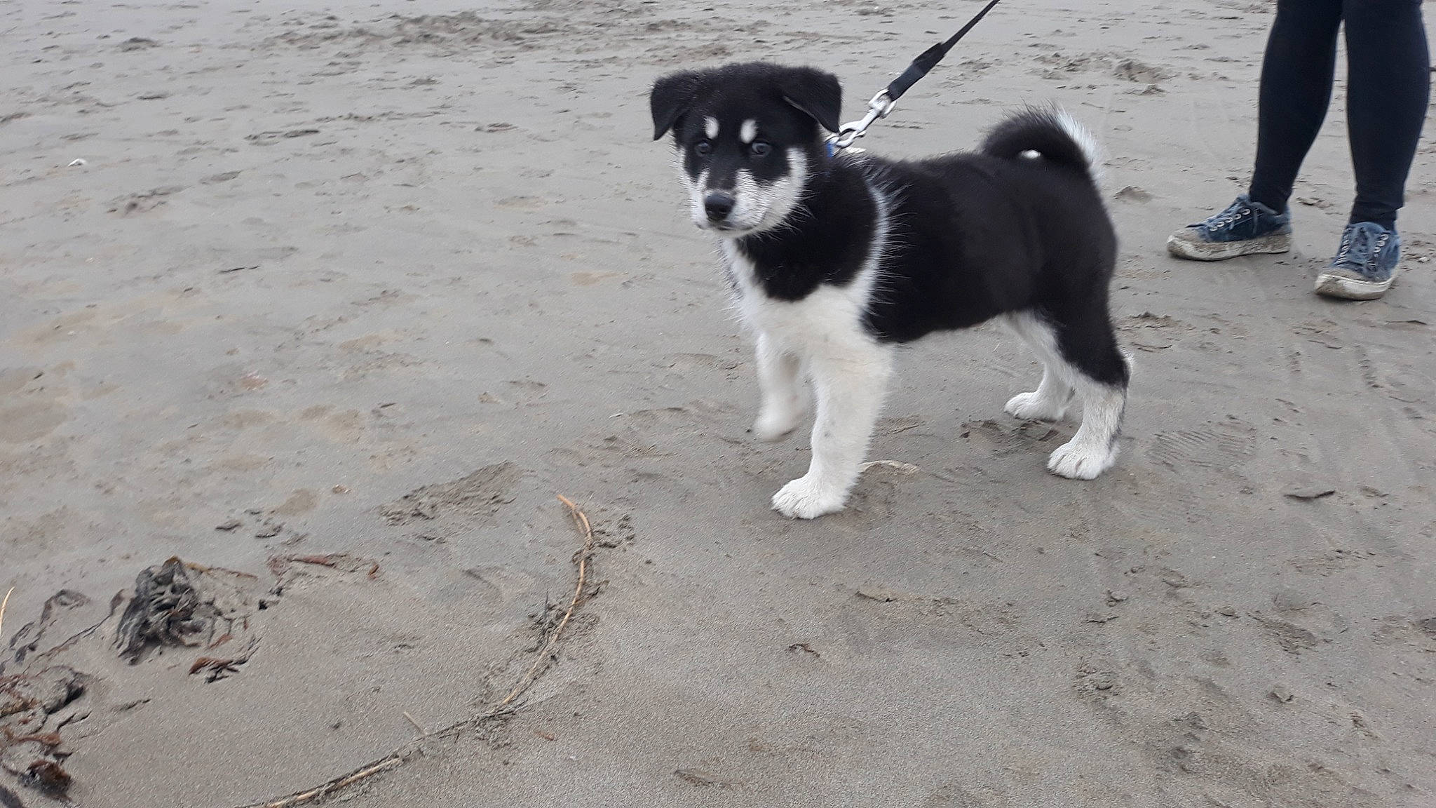 Aspen is registered to the contest to win money with this photo: beach, canidae, carnivore, companion_dog, dog, dog_breed, herding_dog, mcnab, shadow, snout, soil, sporting_group, tail, walking, working_dog