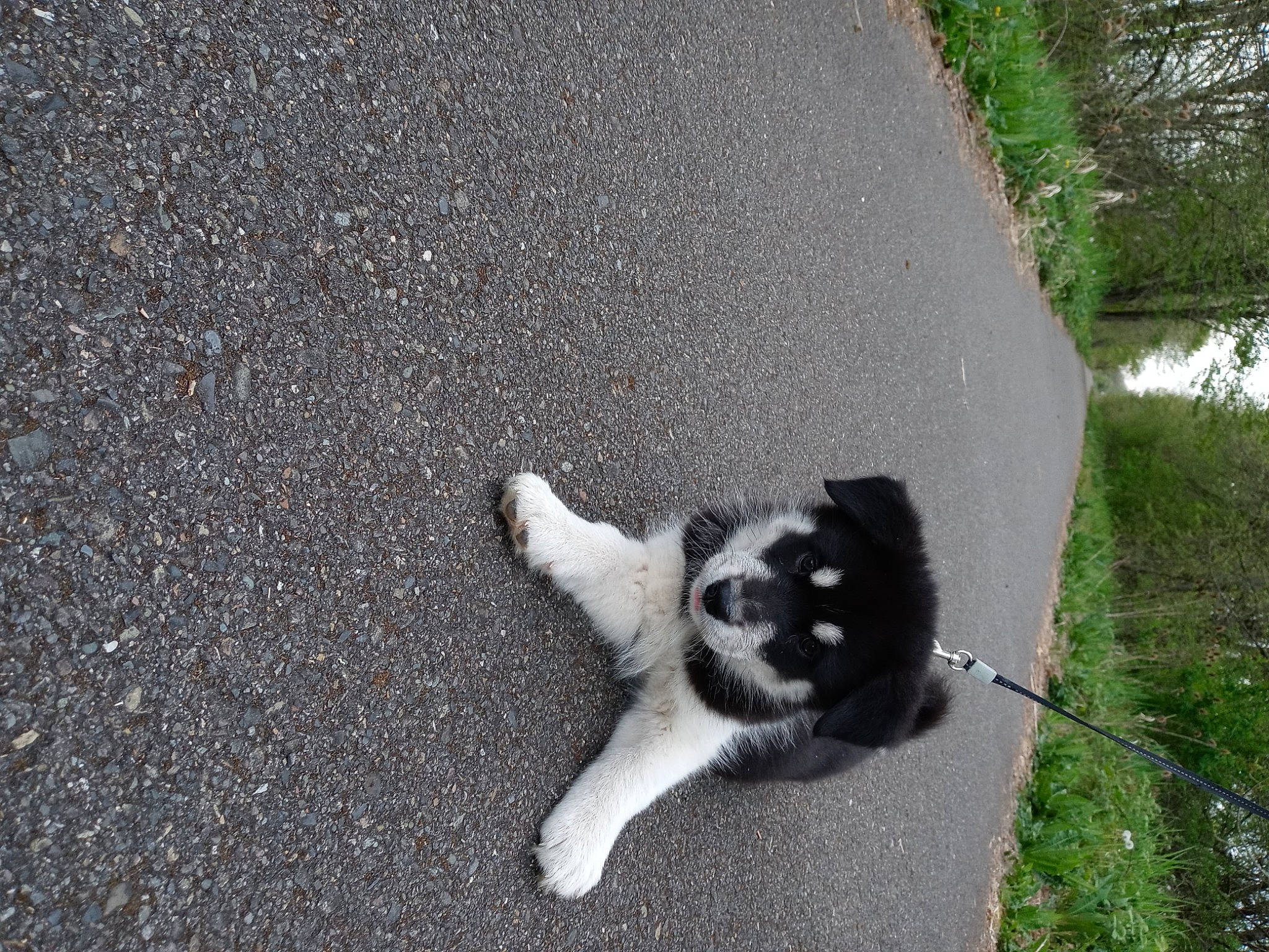 Aspen is registered to the contest to win money with this photo: art, asphalt, carnivore, cat, dog_breed, felidae, fur, grass, plant, road, road_surface, shadow, sidewalk, small_to_medium_sized_cats, snout, tail, tar, terrestrial_animal, water, whiskers