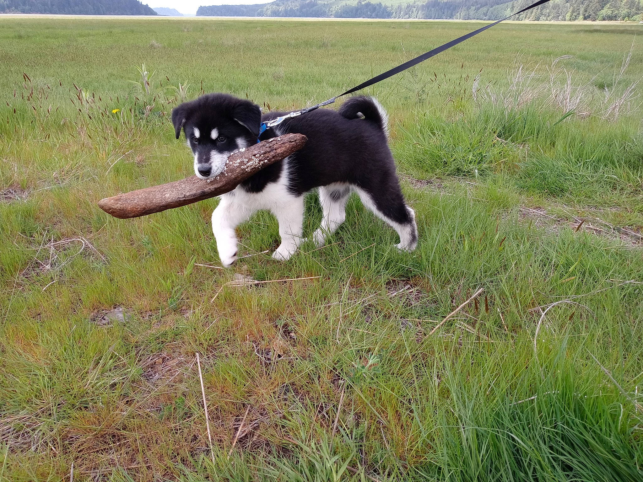 Aspen joined the competition — help win amazing prizes! carnivore, cloud, collar, companion_dog, dog, dog_breed, dog_collar, grass, grassland, gun_dog, leash, pasture, plant, prairie, sky, spaniel, sporting_group, tail, working_animal, working_dog