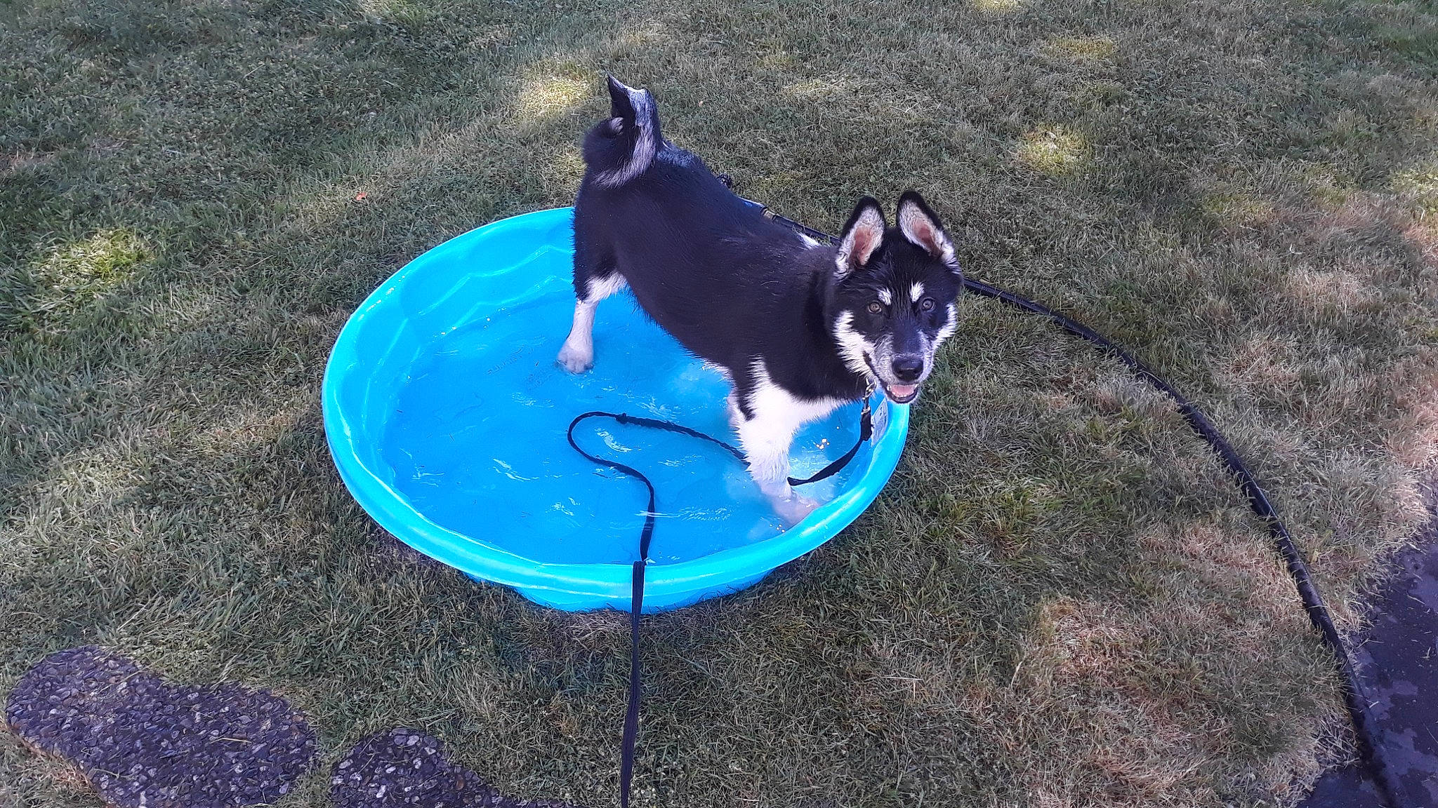 Aspen joined the competition — help win amazing prizes! blue, canidae, carnivore, companion_dog, dog, dog_breed, dog_supply, electric_blue, fun, grass, herding_dog, leisure, liquid, pet_supply, play, recreation, sporting_group, tail, water, working_dog