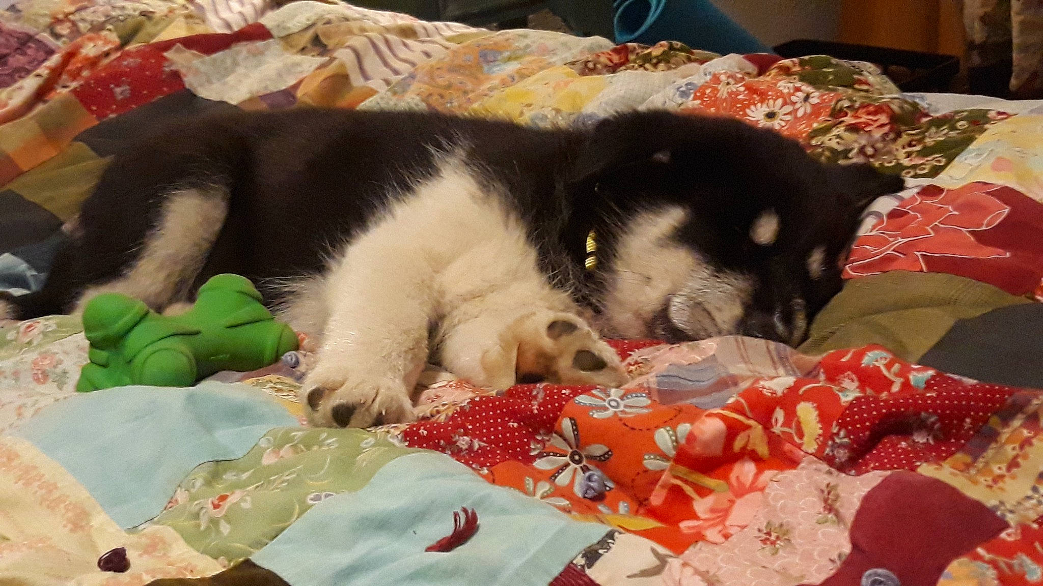 Aspen is registered to the contest to win money with this photo: blanket, border_collie, canidae, carmine, carnivore, comfort, companion_dog, couch, dog, dog_breed, dog_supply, duvet, fur, linens, nap, non_sporting_group, pattern, sporting_group, terrestrial_animal, working_animal