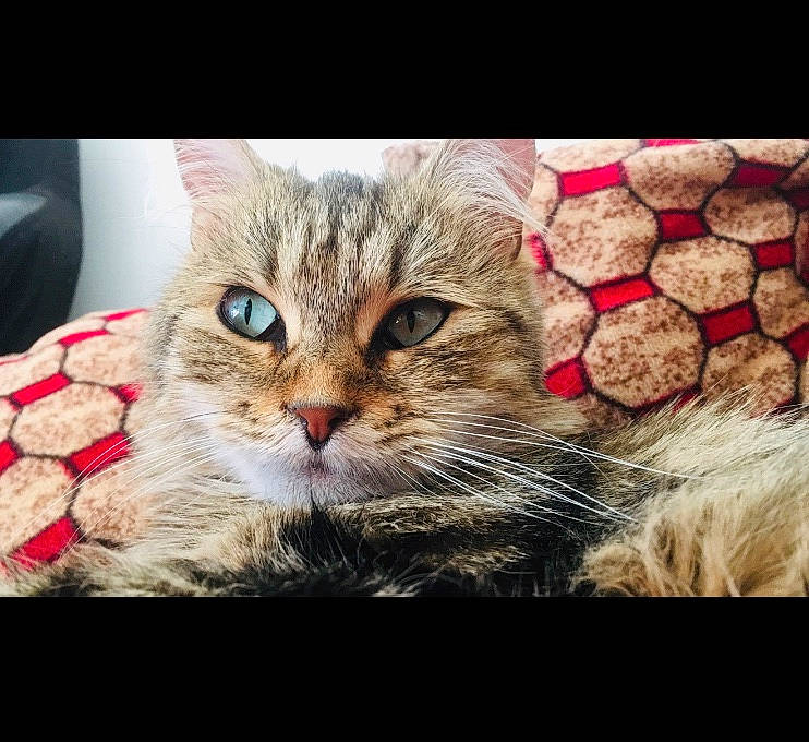 Atchoume participe au concours pour gagner de l'argent avec cette photo : american_shorthair, asian, california_spangled, carnivore, cat, domestic_short_haired_cat, dragon_li, european_shorthair, eye, felidae, kitten, love, mammal, nose, photo_caption, pixie_bob, siberian, small_to_medium_sized_cats, tabby_cat, whiskers