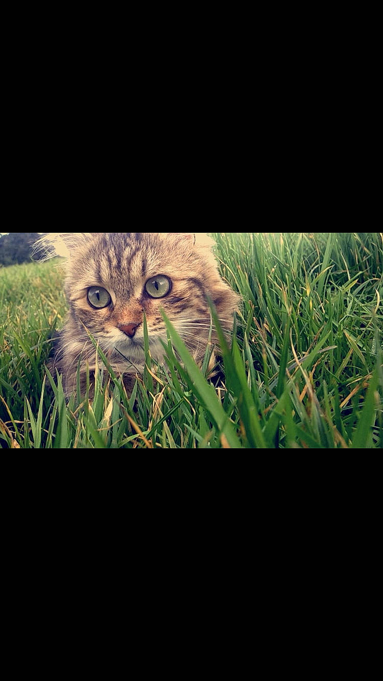 Atchoume a rejoint le concours — aidez-le/la à gagner de superbes lots ! adaptation, carnivore, cat, eye, felidae, grass, grass_family, green, lawn, natural_environment, nature, photography, plant, sky, small_to_medium_sized_cats, tabby_cat, whiskers, wild_cat, wilderness, wildlife