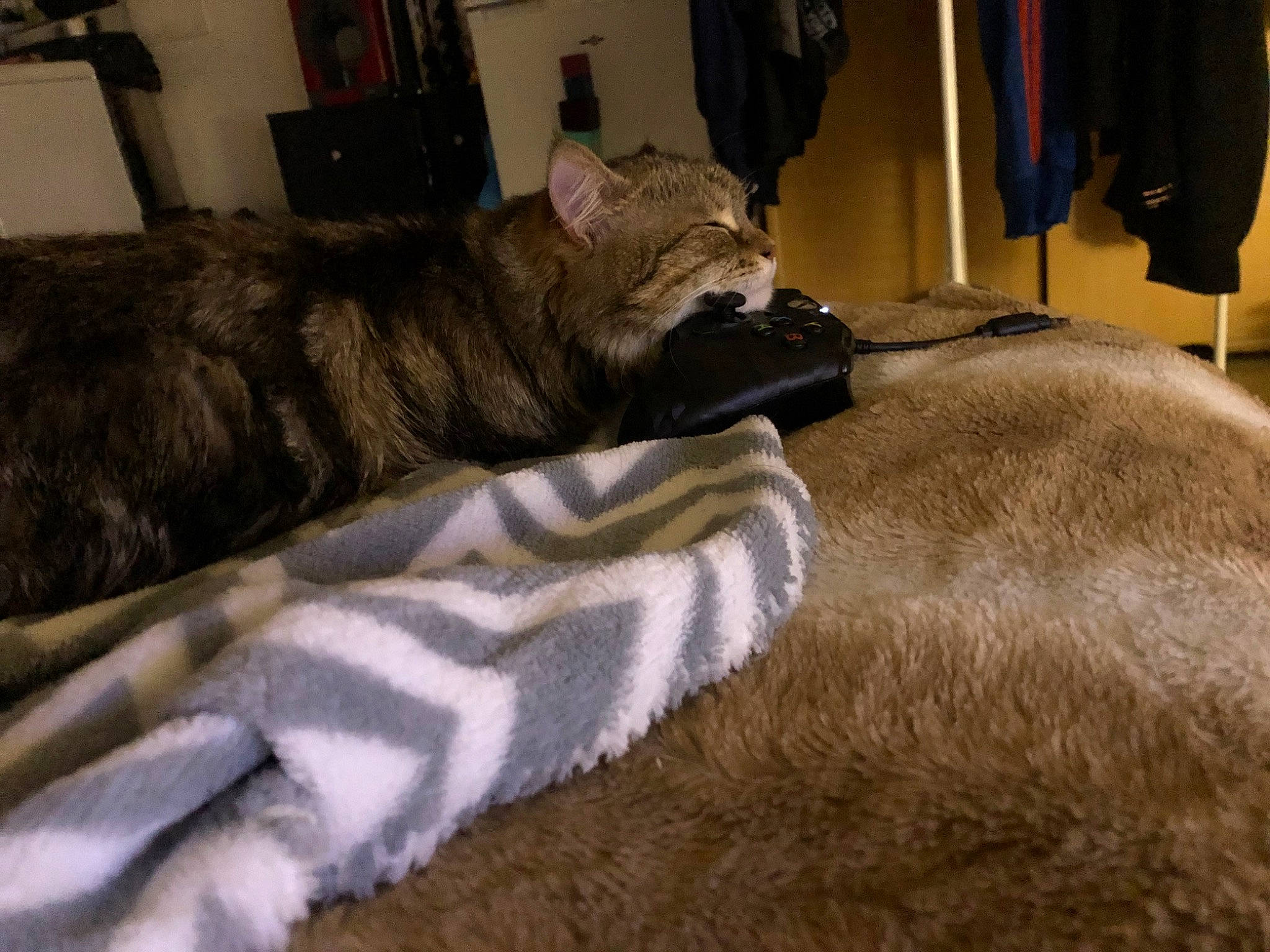 Atchoume participe au concours pour gagner de l'argent avec cette photo : canidae, carnivore, cat, comfort, dog_breed, domestic_short_haired_cat, fawn, felidae, fur, mammal, nap, paw, small_to_medium_sized_cats, snout, tail, whiskers