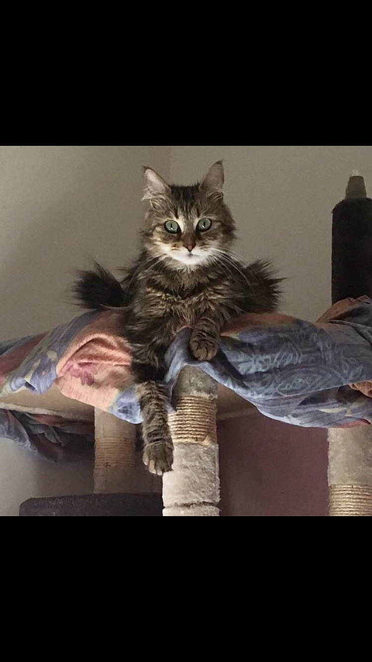 Atchoume participe au concours pour gagner de l'argent avec cette photo : asian, carnivore, cat, domestic_short_haired_cat, dragon_li, european_shorthair, felidae, fur, kitten, maine_coon, mammal, norwegian_forest_cat, pixie_bob, siberian, small_to_medium_sized_cats, tabby_cat, whiskers