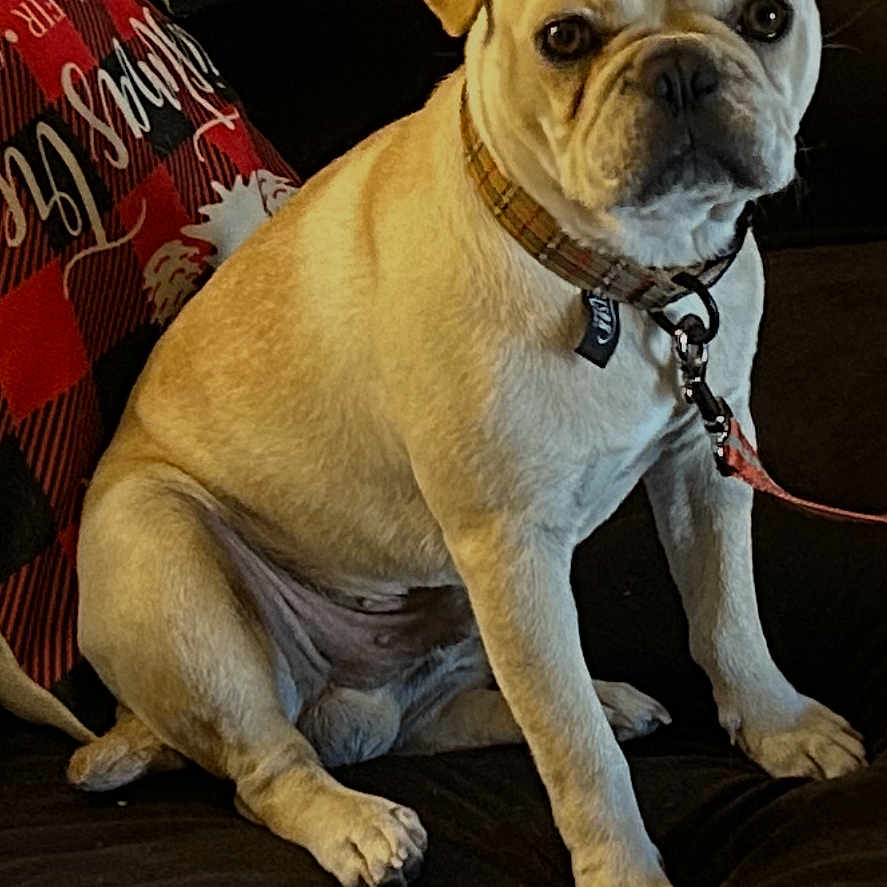 Ozzy is registered to the contest to win money with this photo: animal, black, collar, couch, cute, dog, ears, expression, face, furniture, holiday, indoor, leash, light_tan, merry, pet, pillow, plaid, red, sitting