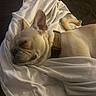 dog, french_bulldog, sleeping, blanket, indoor, pet, rest, cozy, collar, chew_toy, couch, relaxation, fur, animal, closeup, domestic_animal, mammal, snout, ears, calm