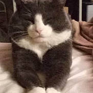 Mel joined the competition — help win amazing prizes! cat, gray_cat, white_cat, pet, animal, feline, indoor, bed, blanket, relaxed, sitting, close_up, fur, whiskers, paws, cute, sleepy, cozy, domestic, resting