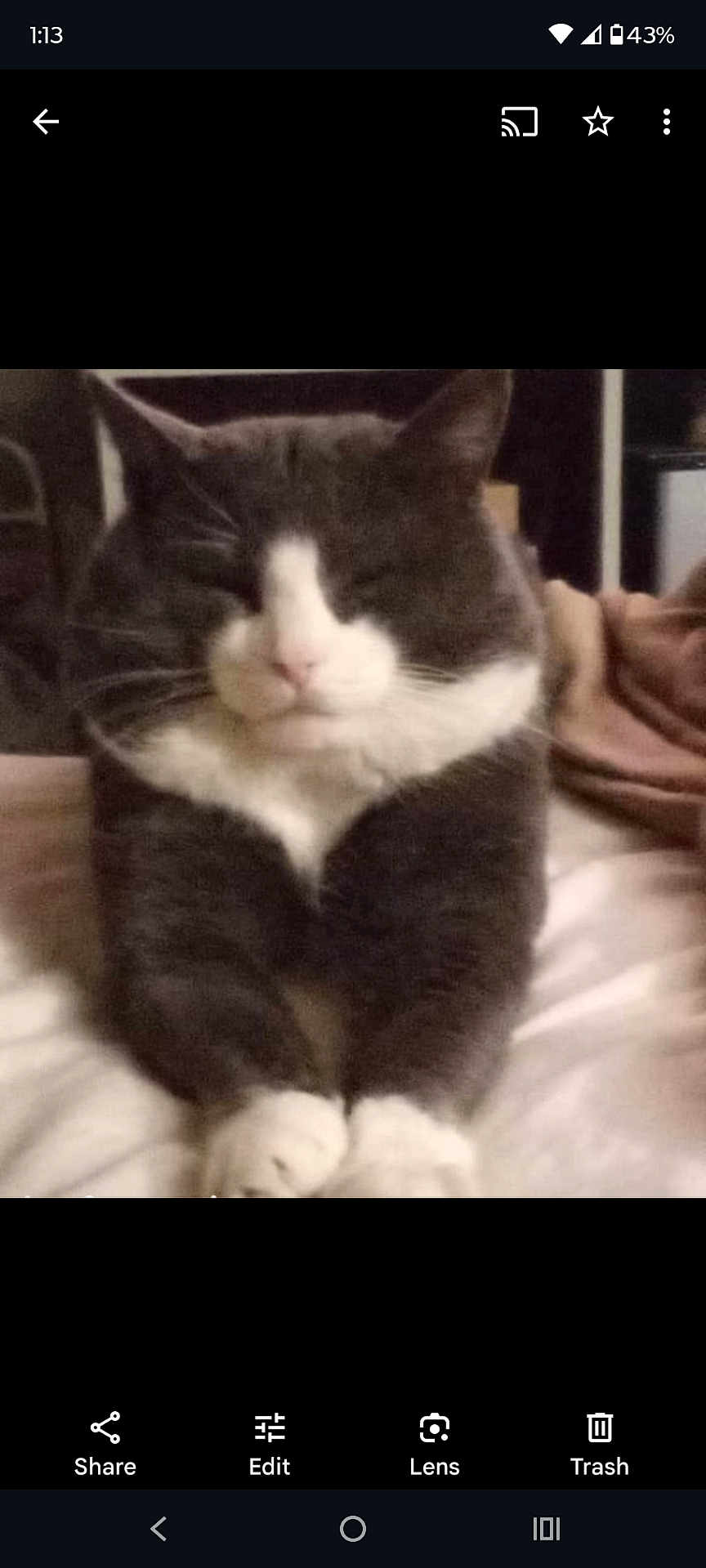 Mel joined the competition — help win amazing prizes! cat, gray_cat, white_cat, pet, animal, feline, indoor, bed, blanket, relaxed, sitting, close_up, fur, whiskers, paws, cute, sleepy, cozy, domestic, resting