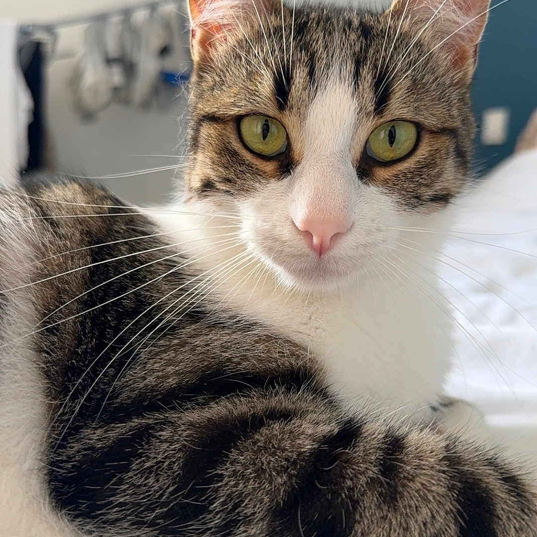 Kirua a rejoint le concours — aidez-le/la à gagner de superbes lots ! abyssinian, angora, animal, blanket, cat, egyptiancat, kitten, manx, pet