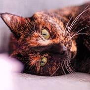 Leia is registered to the contest to win money with this photo: cat, tortoiseshell, green_eyes, whiskers, close_up, pet, feline, lying_down, fur, animal, portrait, cute, domestic_cat, soft_light, blurred_background, relaxed, indoor, face, resting, macro