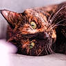 cat, tortoiseshell, green_eyes, whiskers, close_up, pet, feline, lying_down, fur, animal, portrait, cute, domestic_cat, soft_light, blurred_background, relaxed, indoor, face, resting, macro