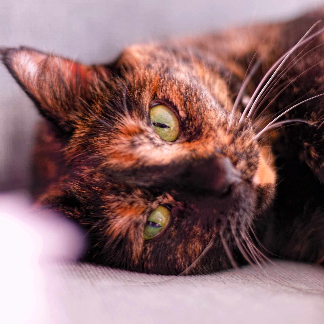 Leia is registered to the contest to win money with this photo: cat, tortoiseshell, green_eyes, whiskers, close_up, pet, feline, lying_down, fur, animal, portrait, cute, domestic_cat, soft_light, blurred_background, relaxed, indoor, face, resting, macro