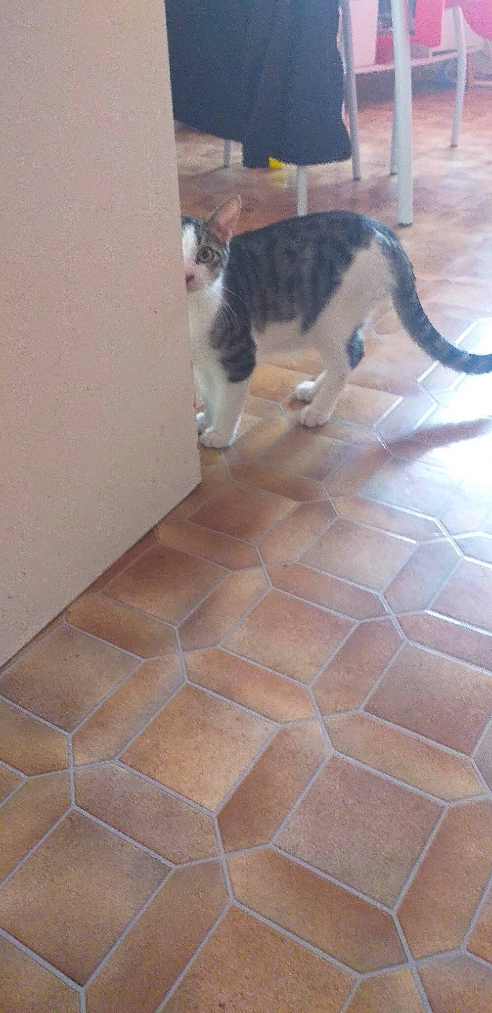 Filou participe au concours pour gagner de l'argent avec cette photo : building_material, carnivore, cat, cobblestone, domestic_short_haired_cat, felidae, flagstone, floor, flooring, fur, hardwood, road_surface, small_to_medium_sized_cats, tail, tile, tile_flooring, whiskers, window, wood, wood_flooring