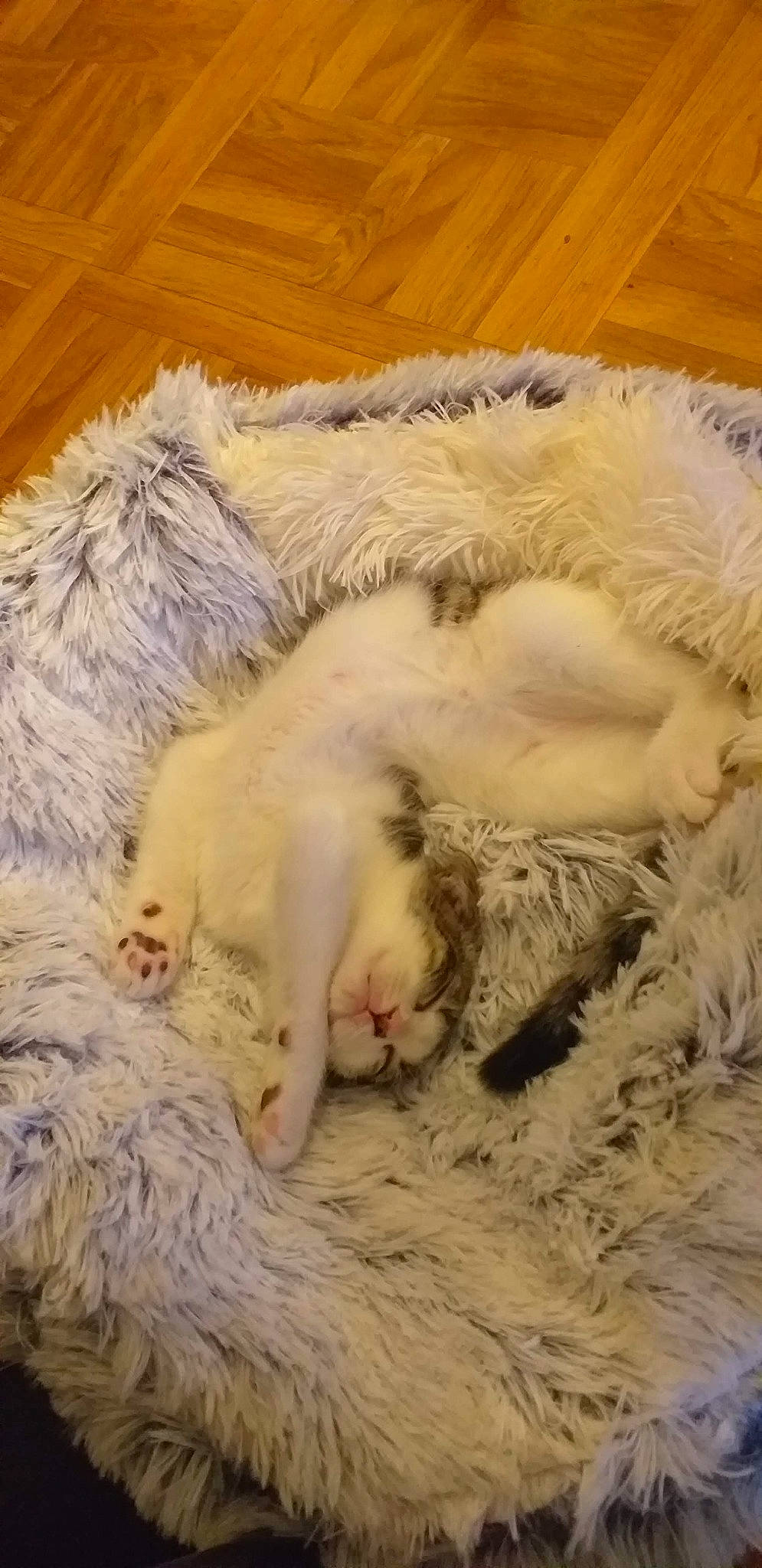 Filou participe au concours pour gagner de l'argent avec cette photo : canidae, carnivore, cat, claw, comfort, dog_breed, felidae, foot, fur, grass, linens, nap, paw, sleep, small_to_medium_sized_cats, snout, sporting_group, tail, whiskers, wool