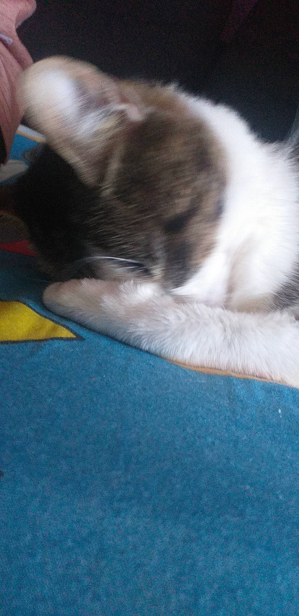 Filou a rejoint le concours — aidez-le/la à gagner de superbes lots ! canidae, carnivore, cat, claw, cloud, comfort, companion_dog, dog_breed, domestic_short_haired_cat, fawn, felidae, fur, human_leg, paw, sky, small_to_medium_sized_cats, snout, tail, whiskers, wood