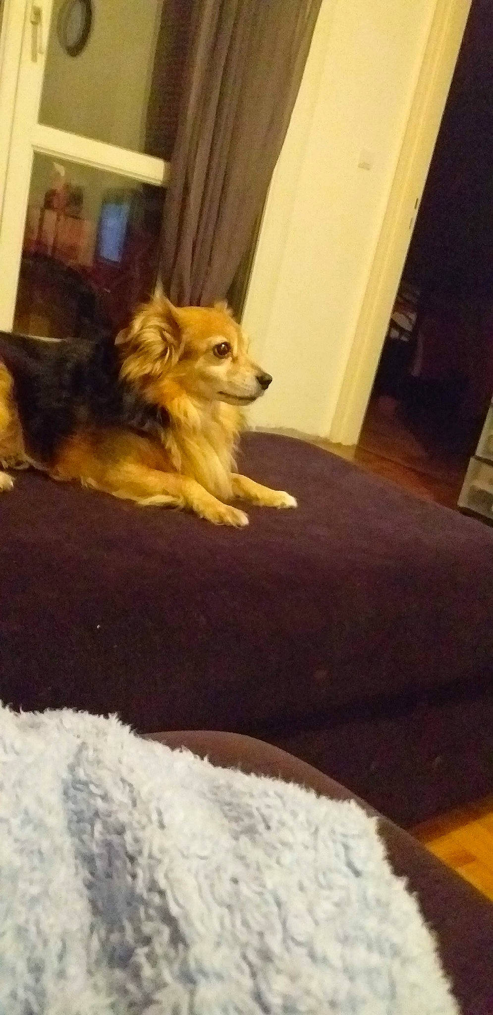 Joufy participe au concours pour gagner de l'argent avec cette photo : carnivore, comfort, companion_dog, dog, dog_breed, dog_supply, door, fawn, felidae, flooring, fur, hardwood, herding_dog, room, snout, tail, vertebrate, whiskers, window, wood