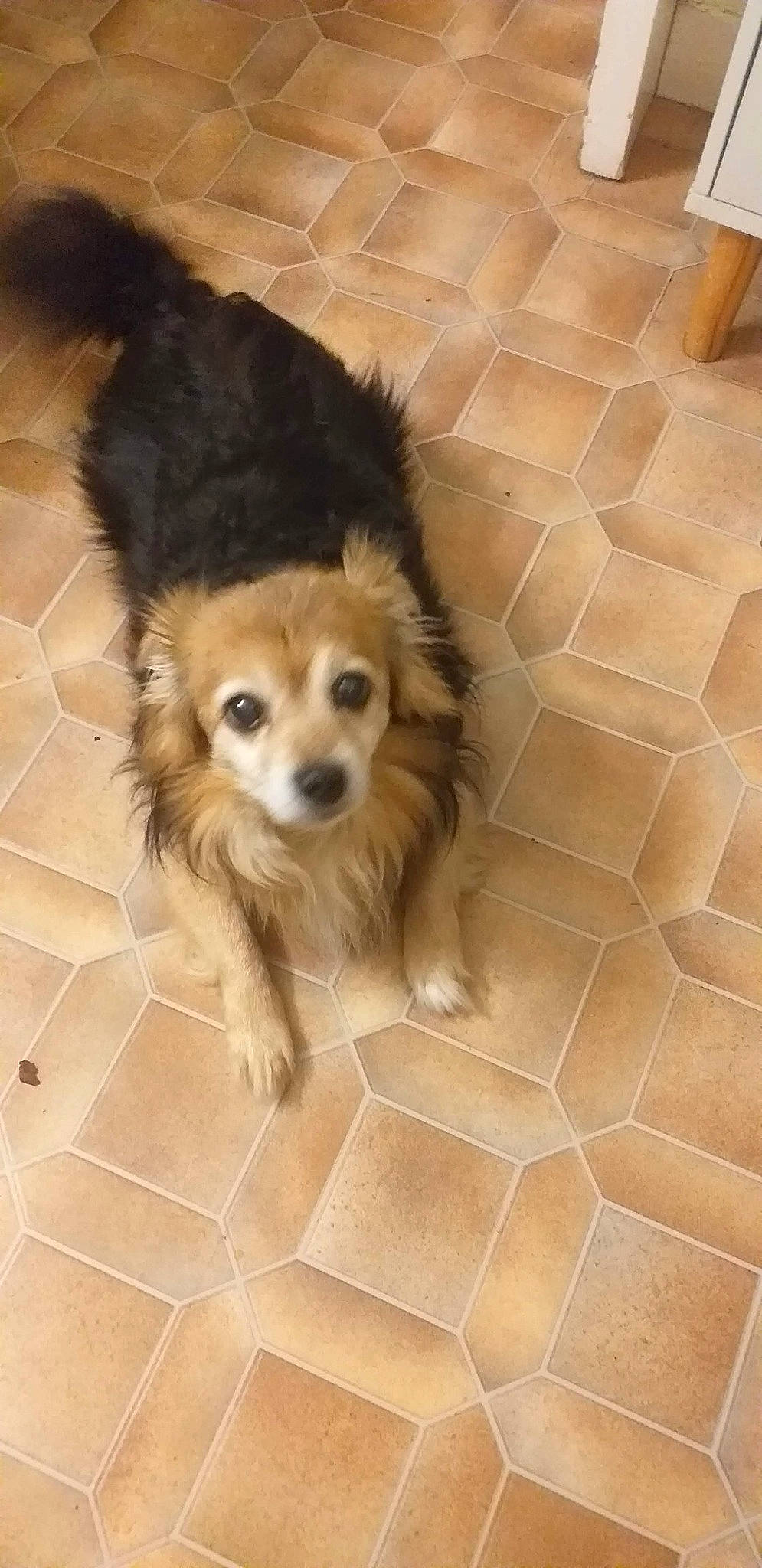 Joufy a rejoint le concours — aidez-le/la à gagner de superbes lots ! carnivore, companion_dog, dog, dog_breed, dog_supply, fawn, floor, flooring, fur, german_spitz_klein, hardwood, liver, snout, sporting_group, tile, tile_flooring, toy_dog, whiskers, wood, working_animal