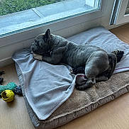 Tabatha participe au concours pour gagner de l'argent avec cette photo : french_bulldog, dog, pet, bed, blanket, window, indoor, wooden_floor, toy, yellow_ball, rope_toy, relaxing, resting, canine, animal, domestic_animal, sleepy, side_view, cozy, houseplant_outside