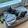 french_bulldog, dog, pet, bed, blanket, window, indoor, wooden_floor, toy, yellow_ball, rope_toy, relaxing, resting, canine, animal, domestic_animal, sleepy, side_view, cozy, houseplant_outside
