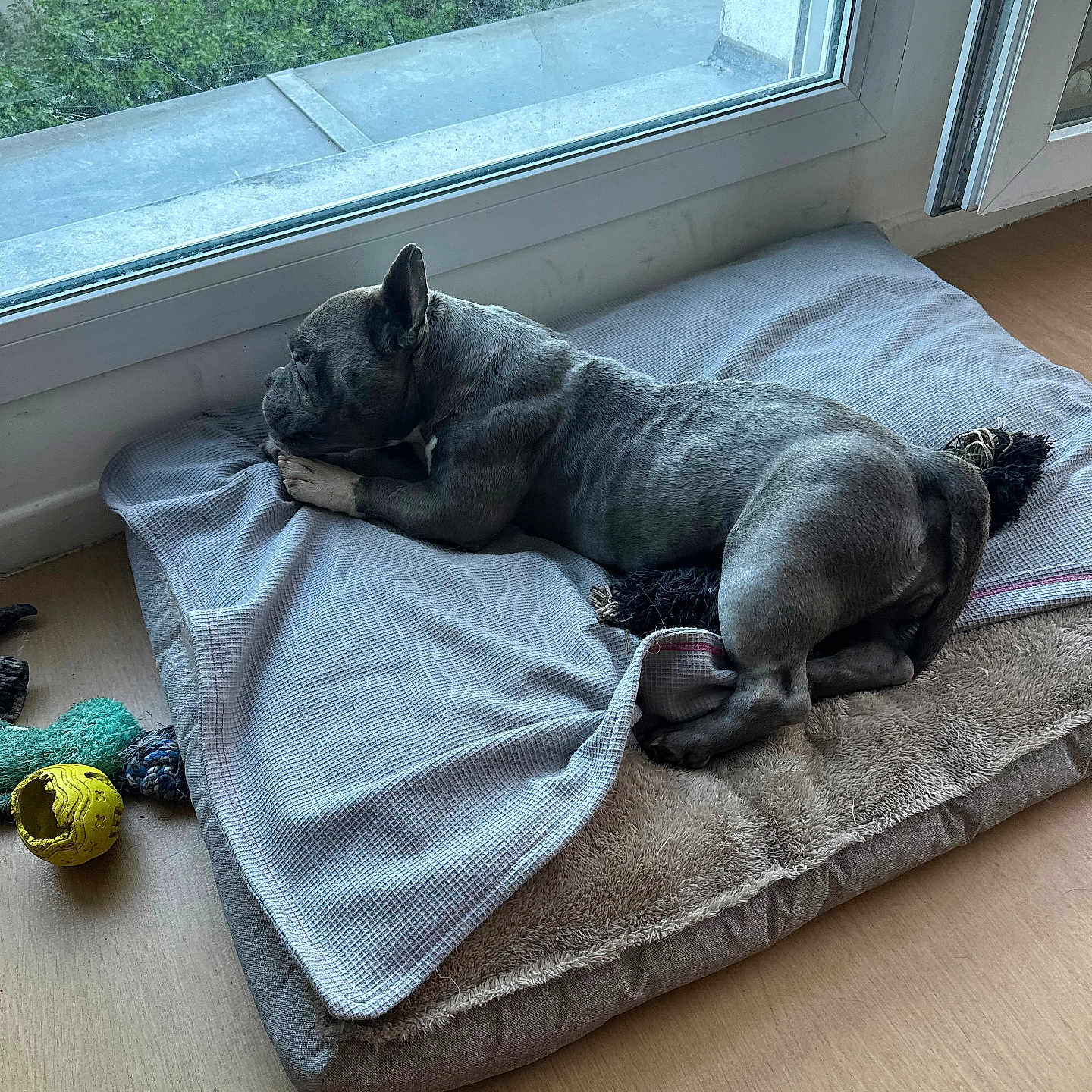 Tabatha participe au concours pour gagner de l'argent avec cette photo : french_bulldog, dog, pet, bed, blanket, window, indoor, wooden_floor, toy, yellow_ball, rope_toy, relaxing, resting, canine, animal, domestic_animal, sleepy, side_view, cozy, houseplant_outside