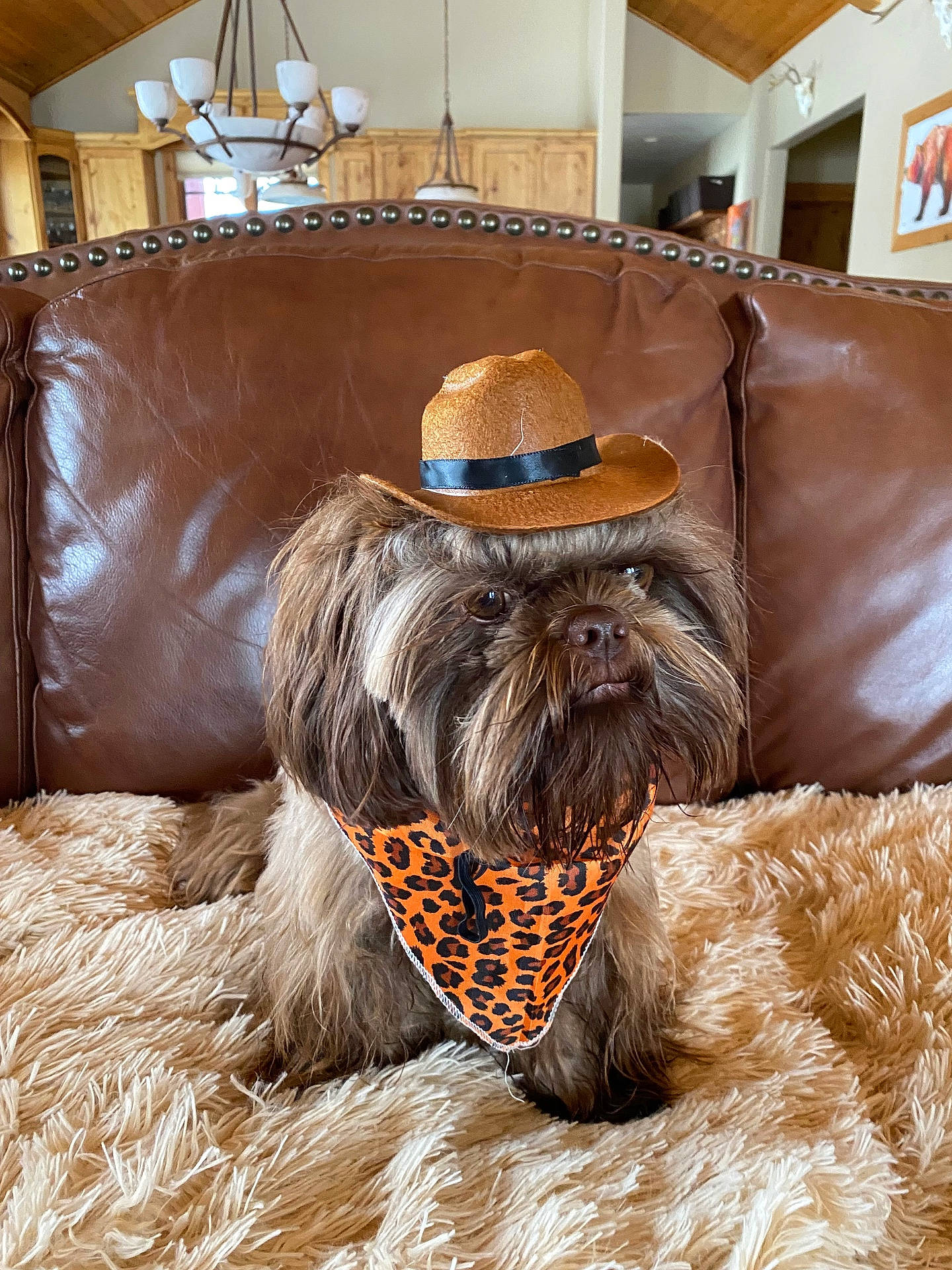 affenpinscher, animal, canine, chandelier, clothing, dog, dogbed, hat, lamp, person, pet, puppy, sitting, terrier, walkingdog