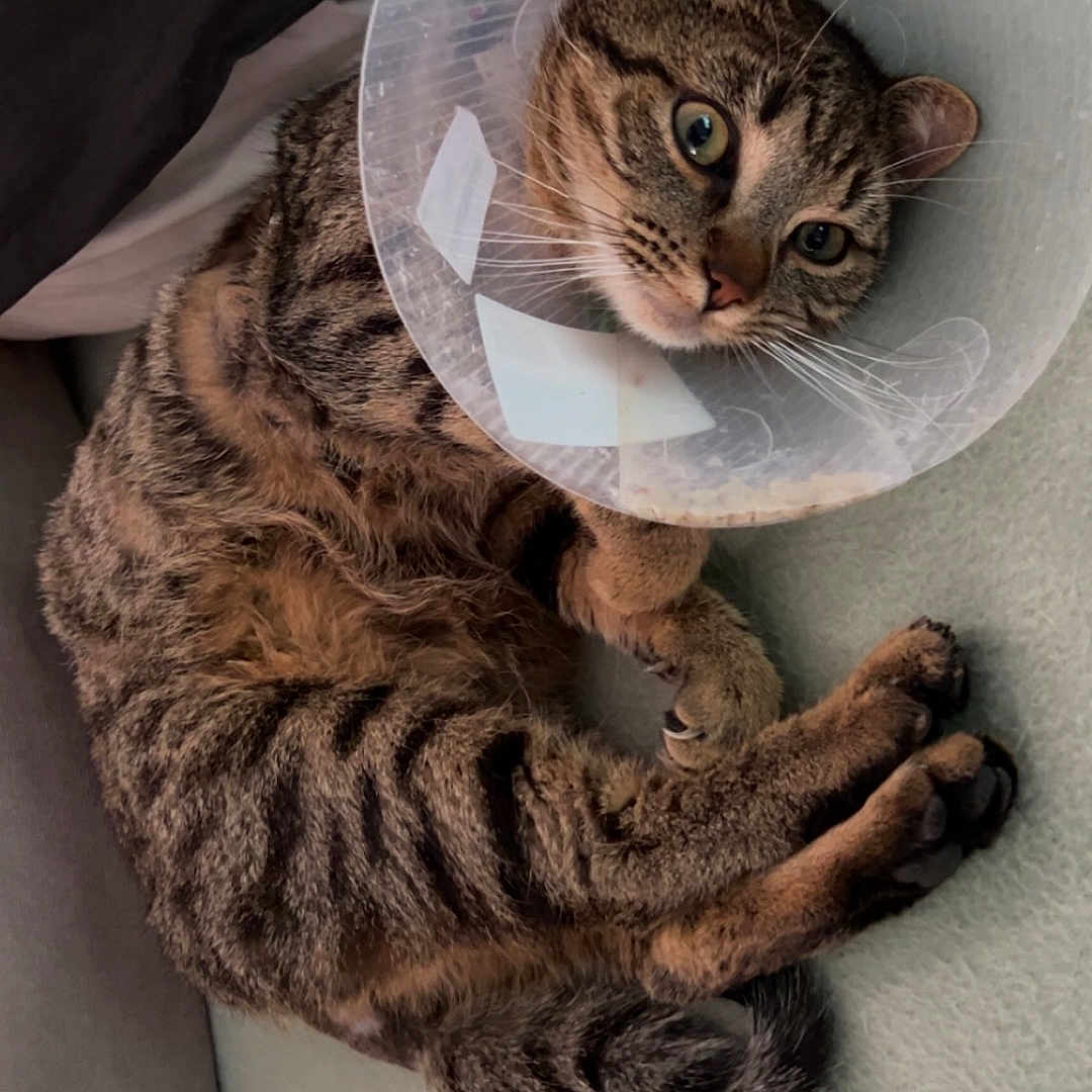 Bueno a rejoint le concours — aidez-le/la à gagner de superbes lots ! abyssinian, animal, armchair, cat, chair, couch, egyptiancat, furniture, hardwood, kitten, manx, ocelot, person, pet, photography, saucer, siamese, sleeping, sphere, wood