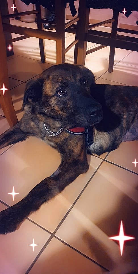 Mya a rejoint le concours — aidez-le/la à gagner de superbes lots ! borador, canidae, carnivore, collar, companion_dog, dog, dog_breed, dog_collar, dog_supply, fawn, fur, guard_dog, liver, pet_supply, snout, sporting_group, terrestrial_animal, whiskers, working_animal, working_dog