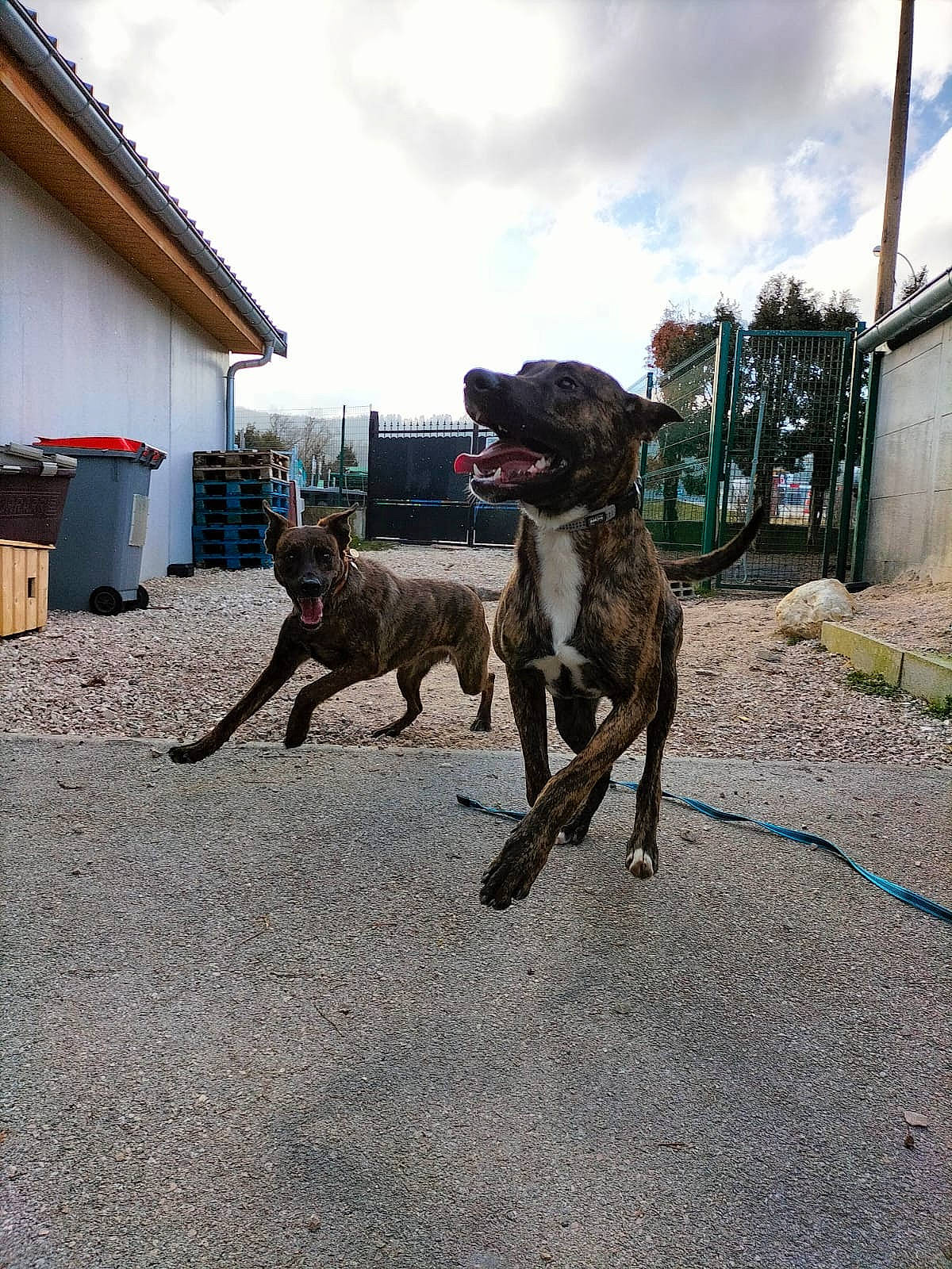 Mya participe au concours pour gagner de l'argent avec cette photo : building, canidae, carnivore, cloud, collar, dog, dog_breed, dog_collar, fawn, guard_dog, landscape, leash, plant, sky, soil, sporting_group, tail, waste_container, working_animal, working_dog