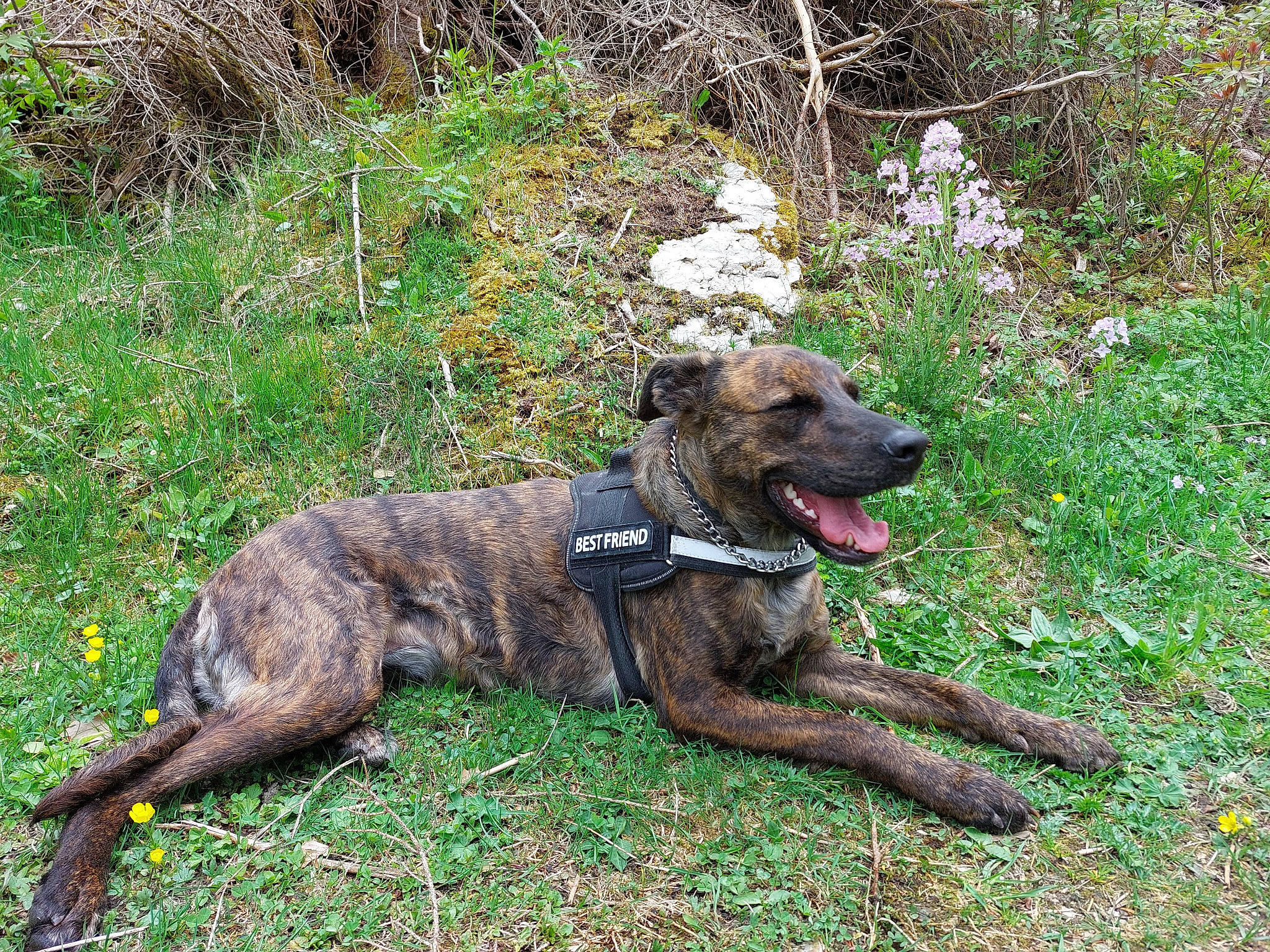 Mya participe au concours pour gagner de l'argent avec cette photo : canidae, carnivore, collar, companion_dog, dog, dog_breed, dog_collar, dogo_sardesco, fawn, grass, groundcover, plant, sporting_group, street_dog, tail, terrestrial_animal, treeing_tennessee_brindle, working_animal, working_dog, working_terrier